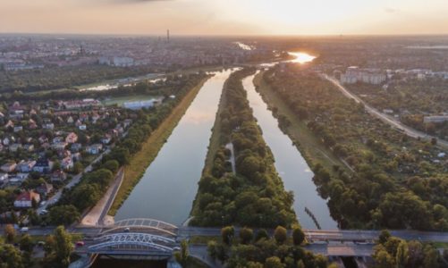 Wiemy, kto wybuduje osiedle wokół starego dębu we Wrocławiu